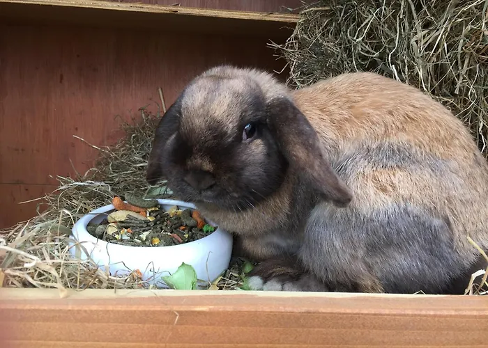 Appartement Gaensebluemchen