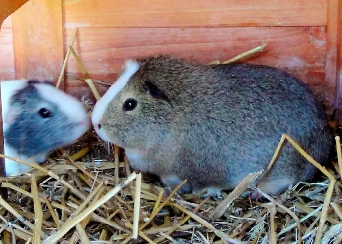 Gaensebluemchen Appartement *